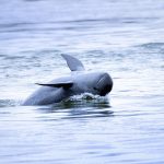 Irrawaddy Dolphin swimming in Mekong River Kratie Kampi Cambodia